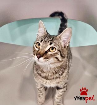 Ράτσα: Άγνωστο - Ημίαιμο | Ηλικία: 7 μηνών | Φύλο: Αρσενικό | Αρ. Microchip: - | Ημίαιμο | Περιοχή: Νέα Σμύρνη, Αττική